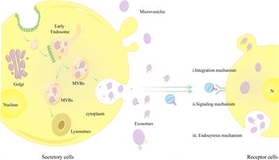 Significance of exosomes in hepatocellular carcinoma